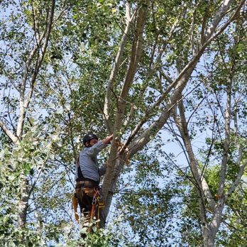 Tippy Top Tree Service - Tree Services Near Me Tippy Top Tree Service - Tree Services Near Me
