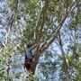 Photo of Tippy Top Tree Service