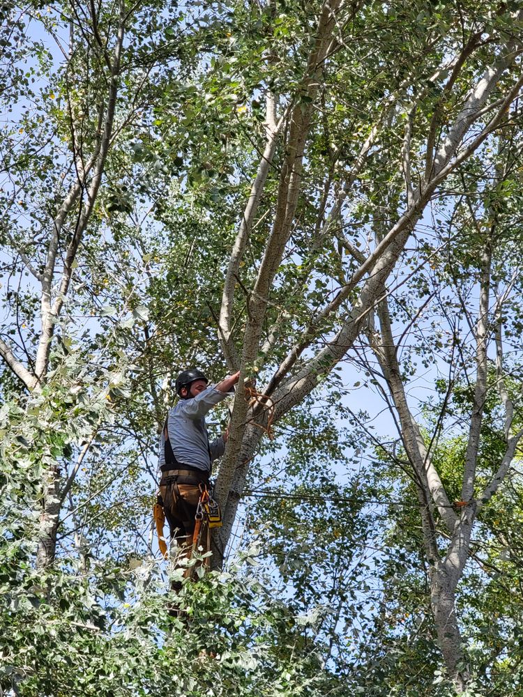 TIPPY TOP TREE SERVICE Updated September 2024 20 Photos Port Townsend, Washington Tree
