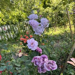 Thai Thai Kitchen Stanwood - Beautiful patio flowers