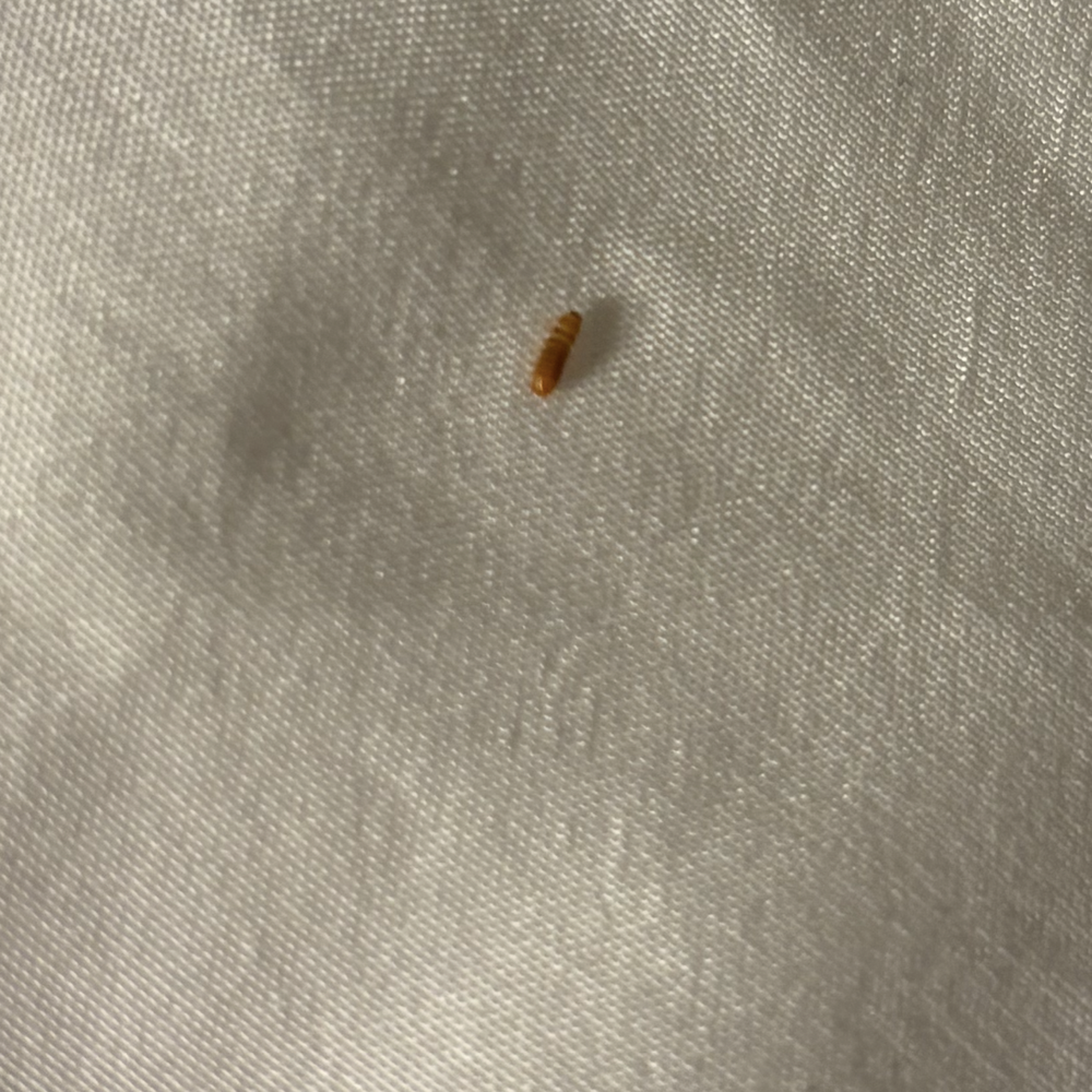 Worm on pillow Worm on pillow