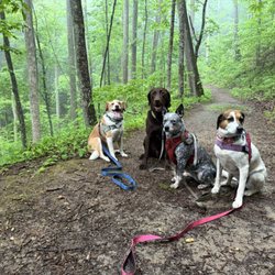 Blue Ridge Barks