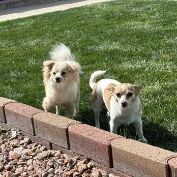 Big Bones Canine Rescue - She became best buddies with our other dog - Pet Adoption Near Me