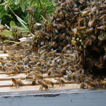 Bee Control Northwest - Pest Control Near Me - Portland, Oregon
