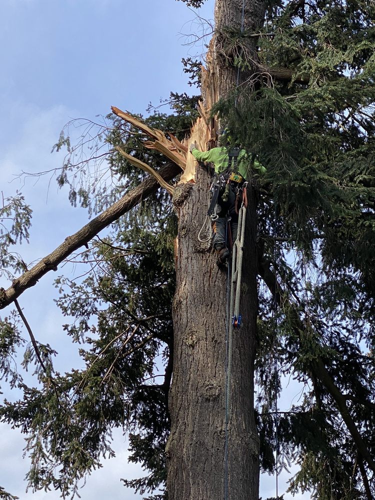 Northwest Arboriculture - tree service in Snohomish, WA