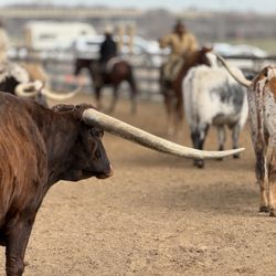 The Stockyards - Longhorn