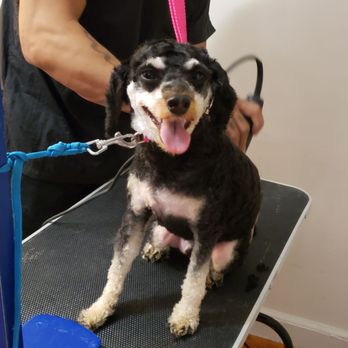 Groomit - Pet Groomers Near Me