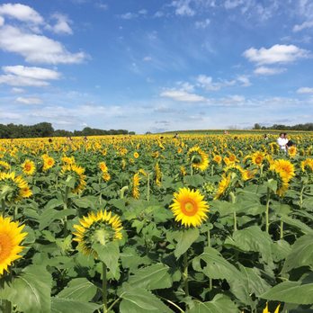 Grinter's Sunflower Farm - Seriously beautiful! - Farms Near Me - Lawrence, Kansas