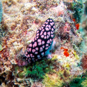 Trident Adventures - Dive Shops Near Me - Honolulu, Hawaii Trident Adventures - Dive Shops Near Me - Honolulu, Hawaii