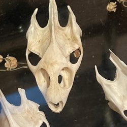 Solidago - Wade Vetiver’s Apothecary & Esoterica - Turtle skulls - They look like mini dragon skulls to me.