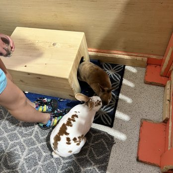 The Bunny Café - Dash and Eleanor - Pet Adoption Near Me - Vancouver, British Columbia The Bunny Café - Dash and Eleanor - Pet Adoption Near Me - Vancouver, British Columbia