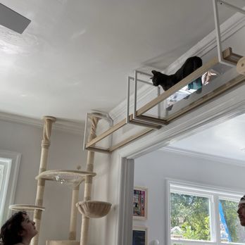 Right Meow Cat Cafe - Cat up high - Themed Cafes Near Me - Fuquay Varina, North Carolina Right Meow Cat Cafe - Cat up high - Themed Cafes Near Me - Fuquay Varina, North Carolina