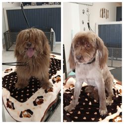 Gentle Hands Grooming - This was my sweet old man of 17, before and after. What a good boy! I call him Chewbacca of course! (not his real name)