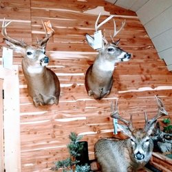 Memories Taxidermy - Whitetails
