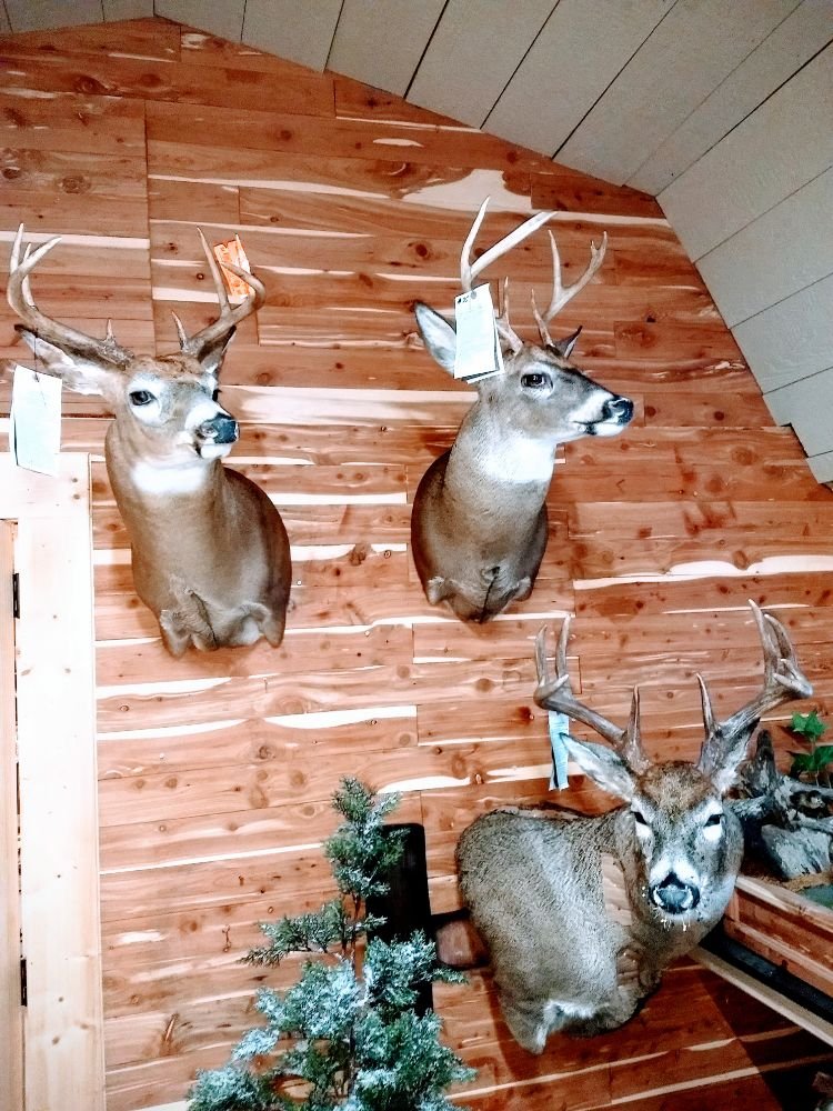 Memories Taxidermy - taxidermy in Sanford, MI