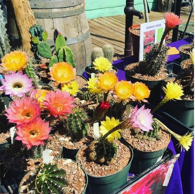 Heirloom Farmers Market | Udall Park by null