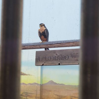 The Peregrine Fund's World Center For Birds of Prey by null