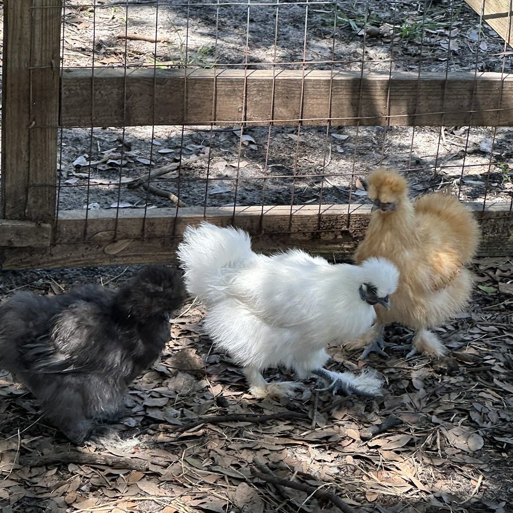 Dim Jandy Ranch - Silky Chickens that are super soft like fur. - Ranches Near Me - Fort Myers, Florida Dim Jandy Ranch - Silky Chickens that are super soft like fur. - Ranches Near Me - Fort Myers, Florida