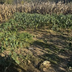 Honeysuckle Hill Farm - Big datura patch in the corn maze