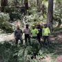 Photo of Spring Tree Service