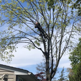 Blessing Tree Service - Tree Services Near Me - Dumont, New Jersey