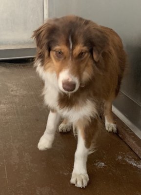 ANIMAL SHELTER VICTOR VALLEY PROTECTIVE LEAGUE - 20 Photos & 25 Reviews