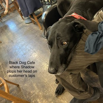 Black Dog Cafe - He's a sweetheart! - Cafes Near Me - Canmore, Alberta