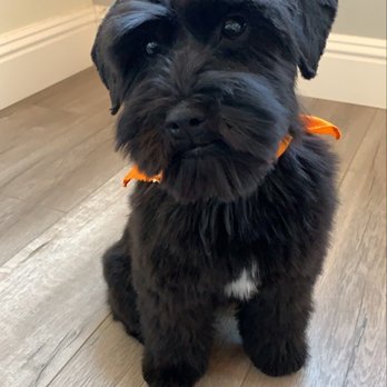 Mobile Pet Grooming Spa - Post hair cut! - Pet Groomers Near Me Mobile Pet Grooming Spa - Post hair cut! - Pet Groomers Near Me