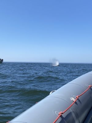 Whale's Tail Charters by null