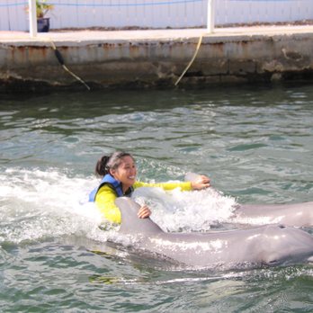 Dolphins Plus Marine Mammal Responder - Aquariums Near Me - Key Largo, Florida Dolphins Plus Marine Mammal Responder - Aquariums Near Me - Key Largo, Florida