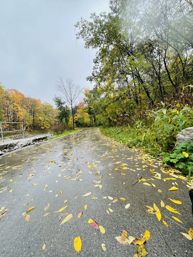 Mississauga Valley Park Image