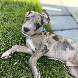 Happily Ever After Rescue - Our sweet boy!