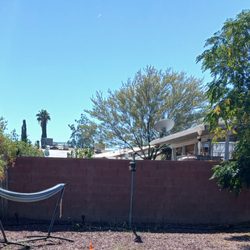 Branching Out Tree Service - BACKYARD BEFORE PRUNING Nov 6 2025