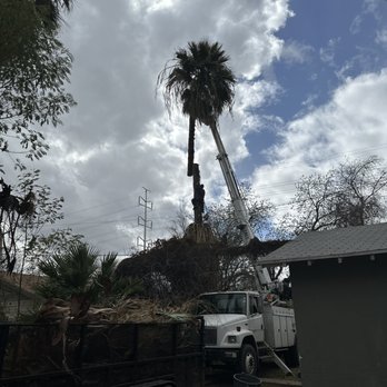 Essence AZ - Tree Services Near Me
