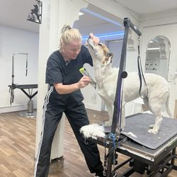 Clayton Dog Spa - Lucy (a new owner) at Clayton Dog Spa while working on preparing my dog for summer grooming