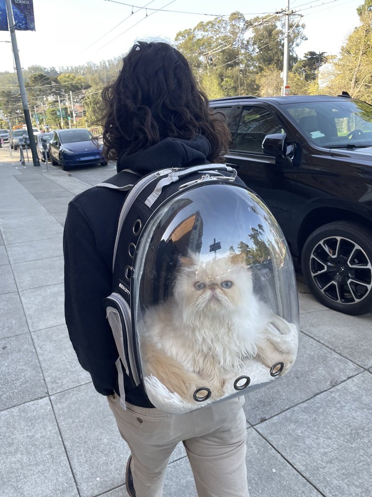 GREEN PAWZ PET BOUTIQUE & GROOMING Updated July 2024 129 Photos