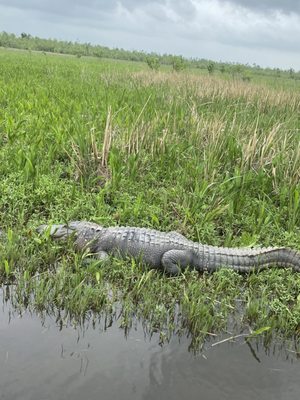 Gators and Ghosts: New Orleans Tours by null