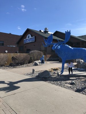 Blue Moose Bar & Grill by null