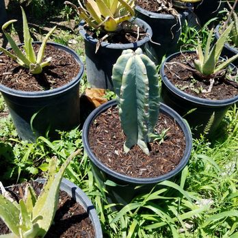 Mercado's Nursery - Nurseries & Gardening Near Me - Jurupa Valley, California