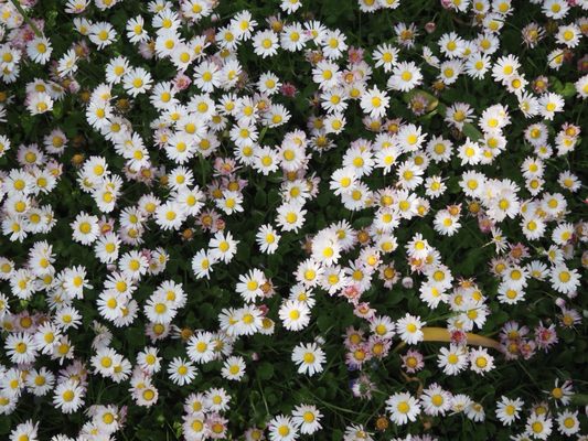 Tropical Greenhouse by null