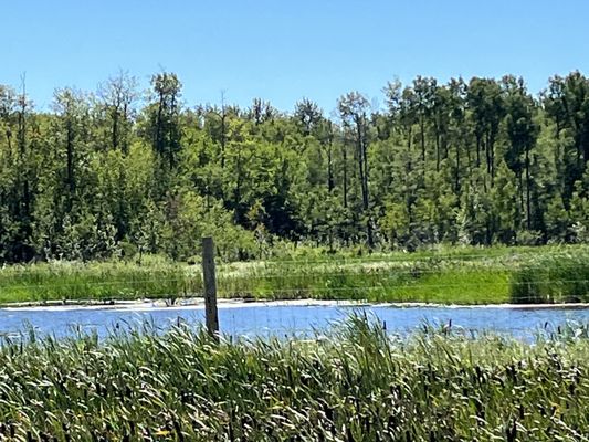 Elk Island National Park by null