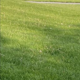 Dandelions Dandelions