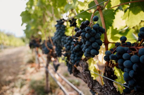 Stoneboat Vineyards by null