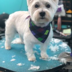 Empire Pets Salon & Boutique - Terrier time!