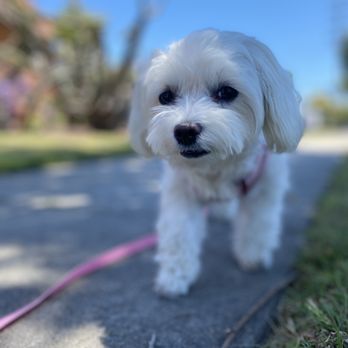 Spoiled Pooch - Private dog walk in Leimert park - Dog Walkers Near Me - Los Angeles, California Spoiled Pooch - Private dog walk in Leimert park - Dog Walkers Near Me - Los Angeles, California