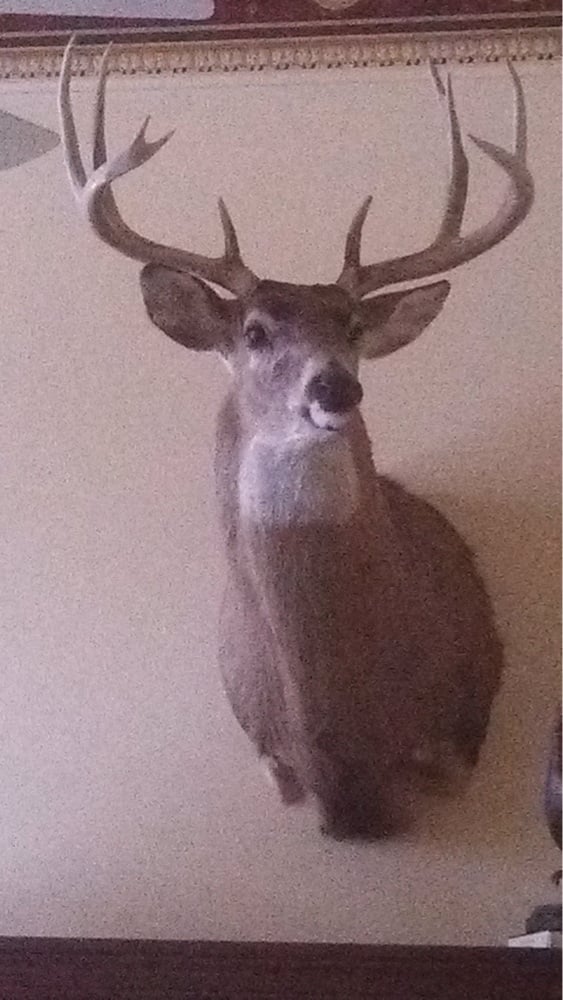 Hilgendorf Taxidermy - taxidermy in Watertown, WI