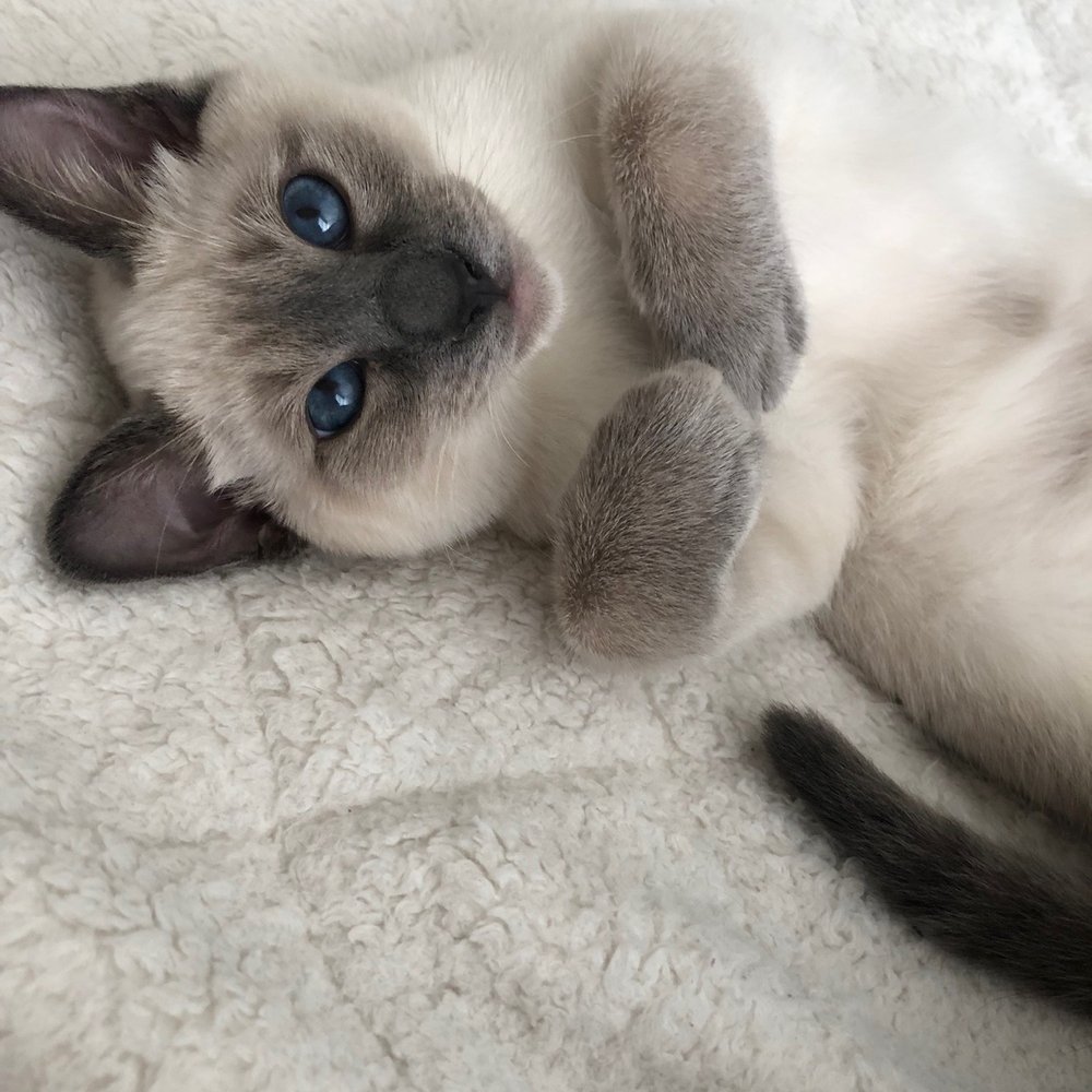 Tresor Cats - Iris- A Beautiful Tresor Cats blue point Siamese - Pet Breeders Near Me Tresor Cats - Iris- A Beautiful Tresor Cats blue point Siamese - Pet Breeders Near Me