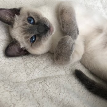 Tresor Cats - Iris- A Beautiful Tresor Cats blue point Siamese - Pet Breeders Near Me Tresor Cats - Iris- A Beautiful Tresor Cats blue point Siamese - Pet Breeders Near Me
