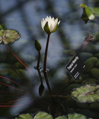 Myriad Botanical Gardens by null