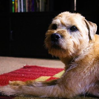 Paws To Pavement - Dog Walkers Near Me Paws To Pavement - Dog Walkers Near Me